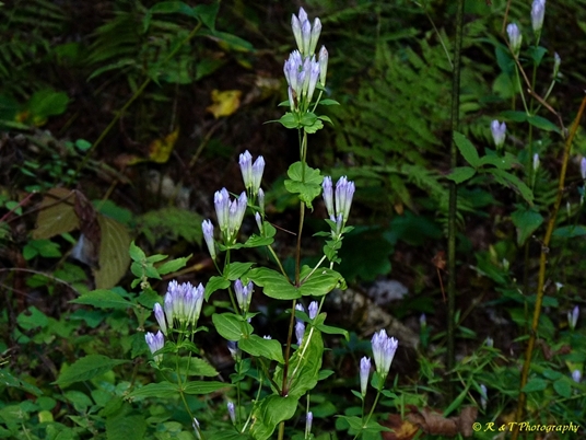 {Gentianella quinquefolia}